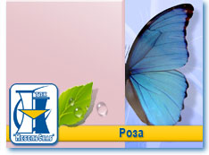 Роза